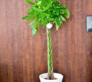 事務所開設祝い観葉植物パキラ