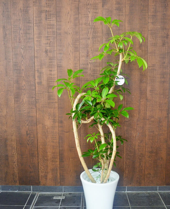 渋谷区 株式会社プランチャイム様の移転祝い観葉植物ツピタンサス はなしごと