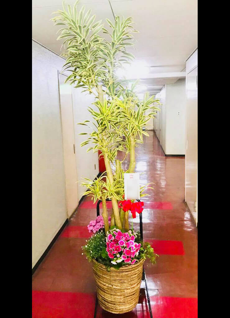 上野 株式会社ETS様の移転祝い観葉植物