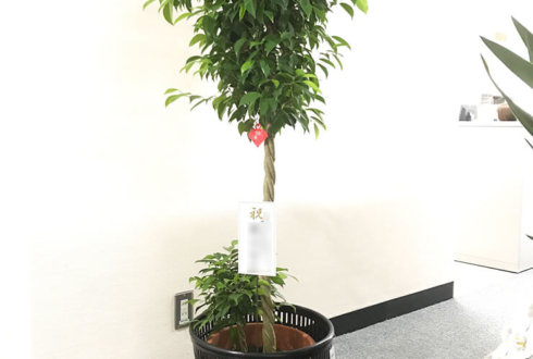 日本橋本町 株式会社カネキカナカオ様の移転祝い観葉植物
