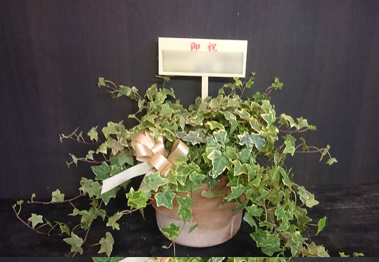 吉祥寺 美容室BiBi aqueous様のリニューアルオープン観葉植物