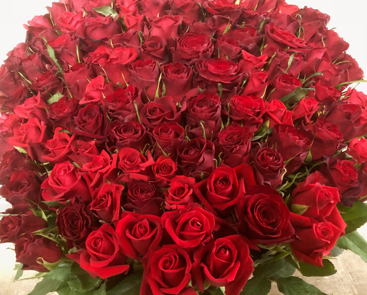 上野 プロポーズに108本の赤バラ花束