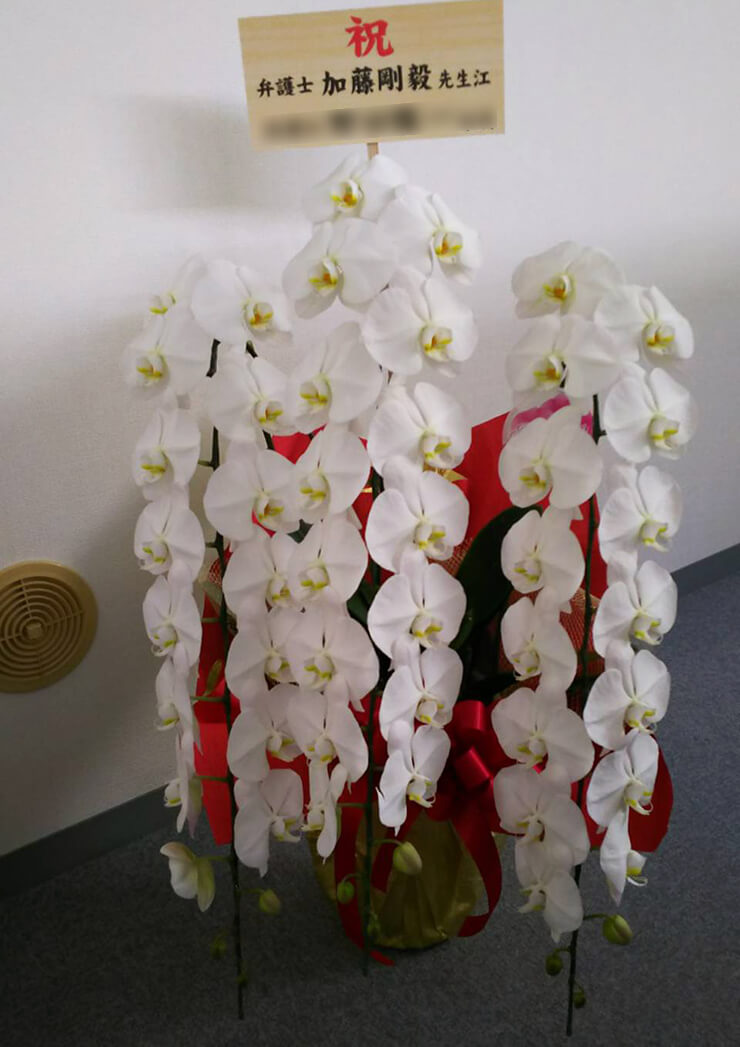 所沢市 武蔵野経営法律事務所様の開業祝い胡蝶蘭 はなしごと