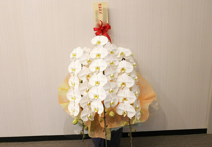 港区芝浦 株式会社阪急阪神ビジネストラベル様の移転祝い胡蝶蘭