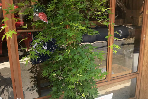 川崎市 居酒屋とよじろう様の開店祝い観葉植物