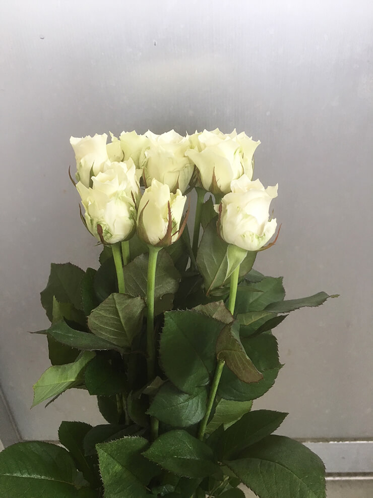 大阪市 お母様の誕生日プレゼントに白バラ花束10本
