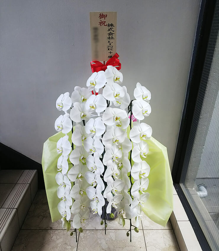 渋谷区神宮前 株式会社LINK+様の開業祝い胡蝶蘭