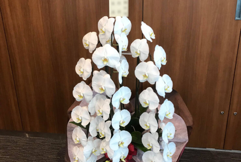 千代田区 加賀電子株式会社様の創立50周年祝い胡蝶蘭