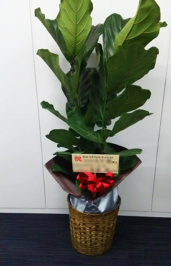 港区芝 バンダイナムコエンターテインメント様のお祝い観葉植物