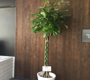 日本橋茅場町 明哲綜合法律事務所様の事務所開設祝い観葉植物