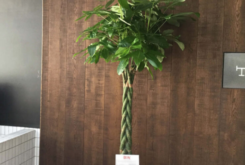日本橋茅場町 明哲綜合法律事務所様の事務所開設祝い観葉植物