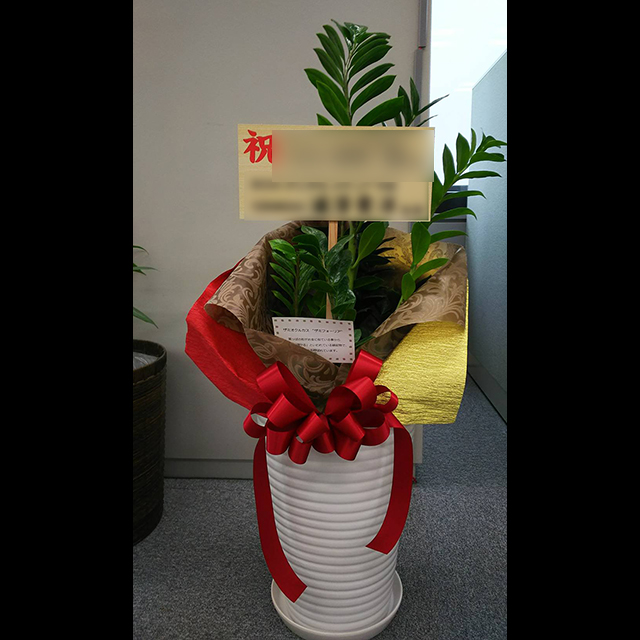 お台場 移転祝い観葉植物