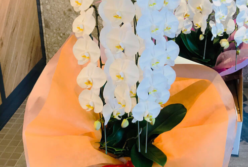 上野 ICI HOTEL UENO okachimachi様の開店祝い胡蝶蘭