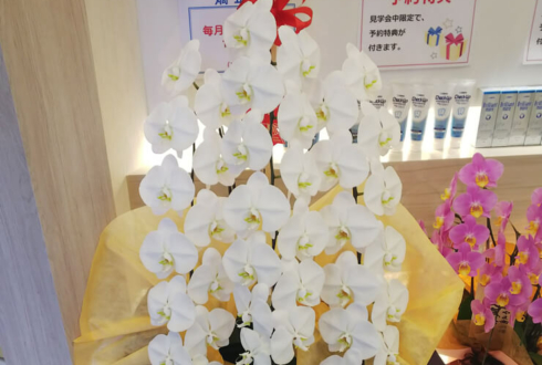 品川区 戸越なかやま歯科様の開院祝い胡蝶蘭