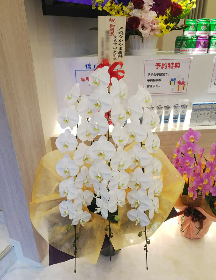 品川区 戸越なかやま歯科様の開院祝い胡蝶蘭
