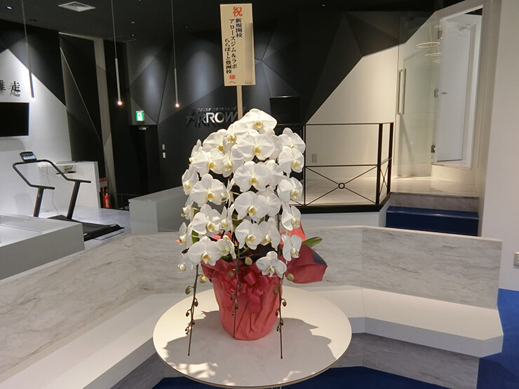 ららぽーと豊洲 アローズジム&ラボ様の開店祝い胡蝶蘭