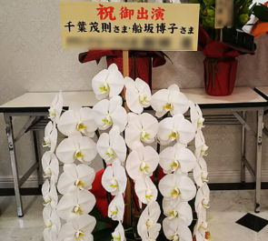 三越劇場 千葉茂則様 船坂博子様の舞台「グレイクリスマス」出演祝い胡蝶蘭