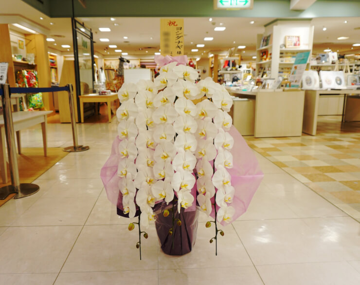 西武渋谷店 ヨシダナギ様の写真展祝い胡蝶蘭