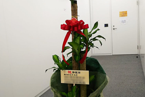 千代田区紀尾井町 株式会社GYAO様の就任祝い観葉植物 幸福の木