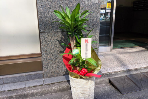 八重洲 ウインセンス株式会社様の移転祝い観葉植物 ドラセナ