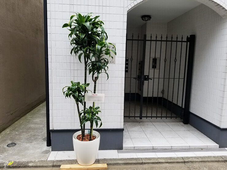 新宿区 移転祝い観葉植物 ドラセナ