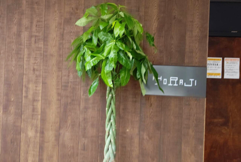 T-W&Y-A弁護士事務所様の移転祝い観葉植物 パキラ @日本橋