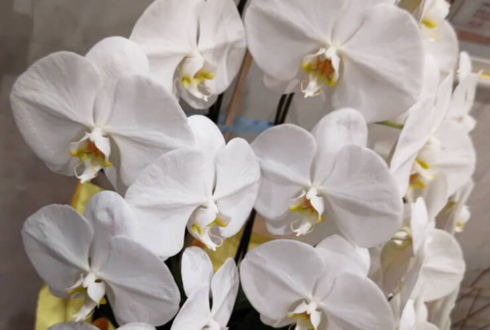 琥珀 AZABU 麻布十番店様の8周年祝い胡蝶蘭