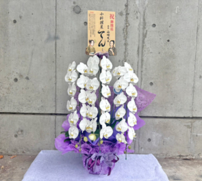 櫻坂46 山﨑天様のリアルミーグリ祝い花 胡蝶蘭 @幕張メッセ