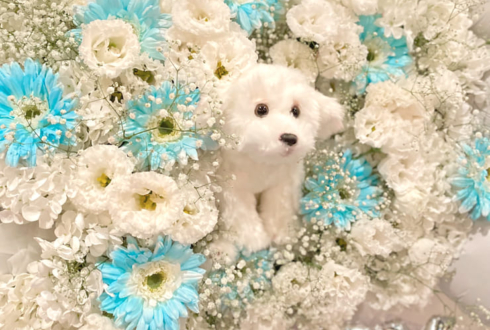 AOAO 愛白かなた様の生誕祭祝いフラスタ @表参道GROUND
